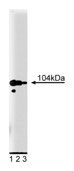 Adaptin Mouse, Unlabeled, Clone: 88, BD 50μg; Unlabeled:Antibodies,