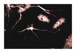 Adaptin Mouse, Unlabeled, Clone: 88, BD 50μg; Unlabeled:Antibodies,