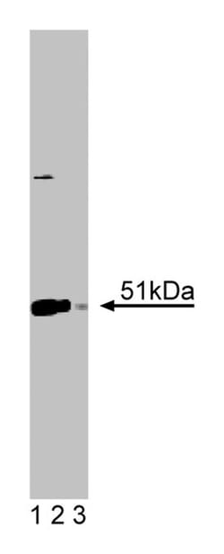 Annexin VII Mouse anti-Human, Unlabeled, Clone: 5, BD 50&mu;g; Unlabeled:Antibodies,