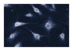Annexin VII Mouse anti-Human, Unlabeled, Clone: 5, BD 50&mu;g; Unlabeled:Antibodies,