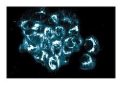 AKAP149 Mouse, Unlabeled, Clone: 6, BD 50&mu;g; Unlabeled:Antibodies, Monoclonal