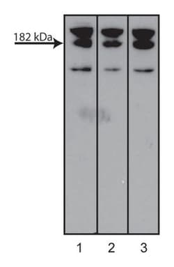 AF6 Mouse, Unlabeled, Clone: 35, BD 50&mu;g; Unlabeled:Antibodies, Monoclonal