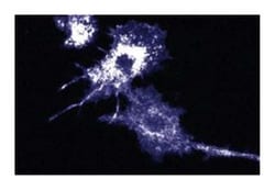 AF6 Mouse, Unlabeled, Clone: 35, BD 50&mu;g; Unlabeled:Antibodies, Monoclonal