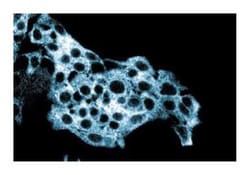 ALDH Mouse anti-Human, Unlabeled, Clone: 44, BD 150&mu;g; Unlabeled:Antibodies,