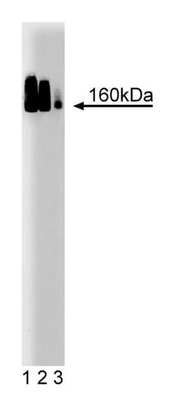 Adaptin Mouse anti-Human, Unlabeled, Clone: 18, BD:Antibodies:Primary Antibodies