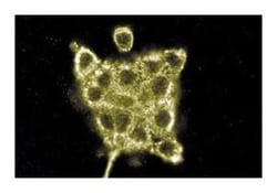 AKAP450 Mouse anti-Human, Unlabeled, Clone: 7, BD 50&mu;g; Unlabeled:Antibodies,