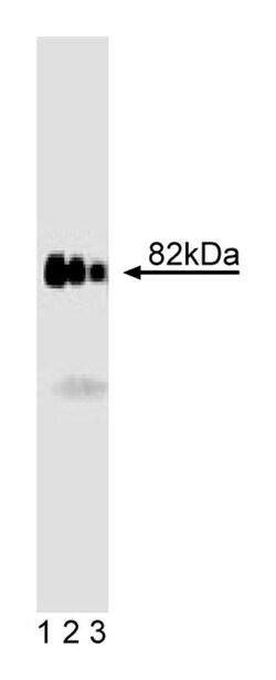 AKAP82 Mouse, Unlabeled, Clone: 25, BD 50&mu;g; Unlabeled:Antibodies, Monoclonal