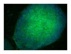 Alkaline Phosphatase Mouse anti-Human, Alexa Fluor 488, Clone: B4-78, BD