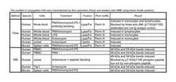 JNK Mouse, PE, Clone: N9-66, BD 50 Tests; PE:Antibodies, Monoclonal