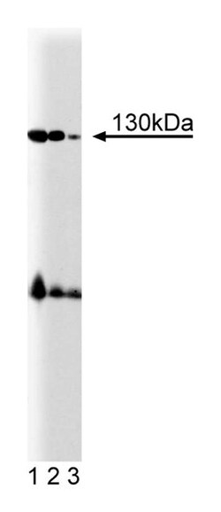 BMPR-II Mouse, Unlabeled, Clone: 18, BD 50&mu;g; Unlabeled:Antibodies,