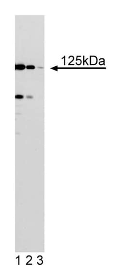 BUBR1 Mouse anti-Human, Unlabeled, Clone: 9, BD 150&mu;g; Unlabeled:Antibodies,
