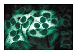 BUBR1 Mouse anti-Human, Unlabeled, Clone: 9, BD 150&mu;g; Unlabeled:Antibodies,