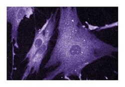 Bad Mouse, FITC, Clone: 48, BD 50 &mu;g | Buy Online | BD Biosciences | Fisher Scientific