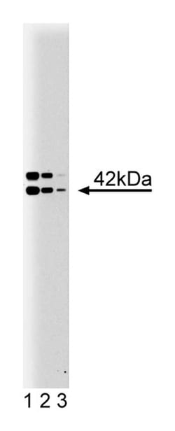 B2 Bradykinin Receptor Mouse, Unlabeled, Clone: 20, BD 150&mu;g; Unlabeled:Antibodies,