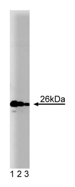 Bcl-2 Mouse, Unlabeled, Clone: 7, BD 150&mu;g; Unlabeled:Antibodies, Monoclonal