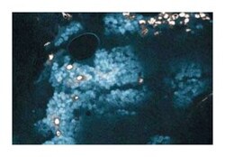 Bcl-2 Mouse, Unlabeled, Clone: 7, BD 150&mu;g; Unlabeled:Antibodies, Monoclonal