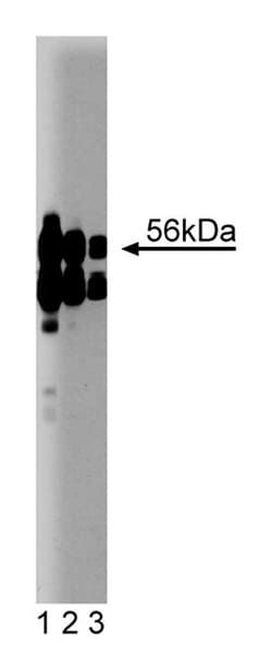 B56 Mouse, Unlabeled, Clone: 23, BD 50&mu;g; Unlabeled:Antibodies, Monoclonal