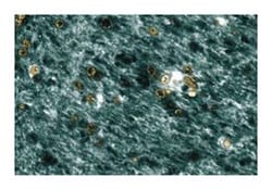 B56 Mouse, Unlabeled, Clone: 23, BD 50&mu;g; Unlabeled:Antibodies, Monoclonal