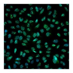 BMI-1 Mouse anti-Human, Alexa Fluor 488, Clone: P51-311, BD 50 Tests; Alexa