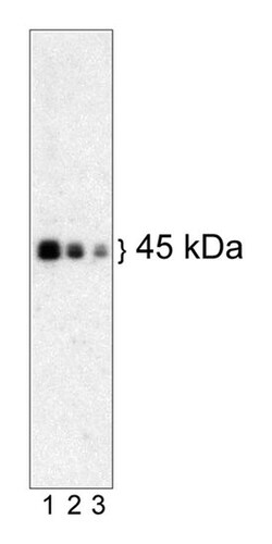 BMI-1 Mouse anti-Human, Unlabeled, Clone: P51-311, BD 0.1mg; Unlabeled:Antibodies,