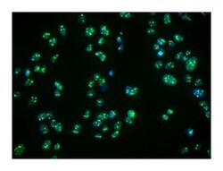 BMI-1 Mouse anti-Human, Unlabeled, Clone: P51-311, BD 0.1mg; Unlabeled:Antibodies,