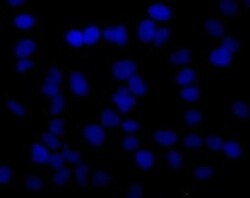 BrdU Mouse, Alexa Fluor 555, Clone: 3D4, BD 100 Tests | Buy Online | BD Biosciences | Fisher Scientific