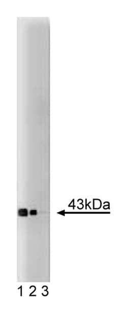 Connexin-43 Mouse, Unlabeled, Clone: 2, BD:Antibodies:Primary Antibodies