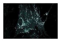Connexin-43 Mouse, Unlabeled, Clone: 2, BD:Antibodies:Primary Antibodies