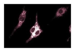 Cox-2 Mouse, Unlabeled, Clone: 33, BD:Antibodies:Primary Antibodies
