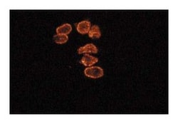 Cyclin B Mouse, Unlabeled, Clone: 18, BD:Antibodies:Primary Antibodies