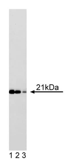 Cip1 Mouse anti-Human, Unlabeled, Clone: 70, BD 50&mu;g; Unlabeled:Antibodies,