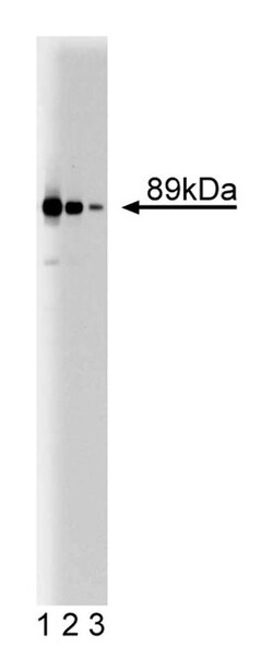 CUL-3 Mouse, Unlabeled, Clone: 3, BD 50&mu;g; Unlabeled:Antibodies, Monoclonal
