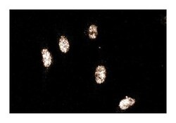 CUL-3 Mouse, Unlabeled, Clone: 3, BD 50&mu;g; Unlabeled:Antibodies, Monoclonal