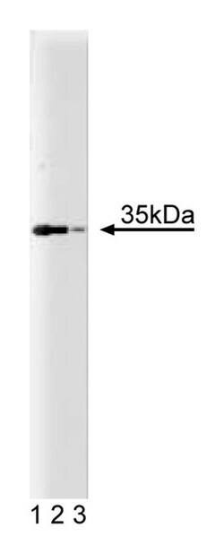 CDC34 Mouse, Unlabeled, Clone: 17, BD 50&mu;g; Unlabeled:Antibodies, Monoclonal
