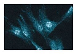 CDC34 Mouse, Unlabeled, Clone: 17, BD 50&mu;g; Unlabeled:Antibodies, Monoclonal