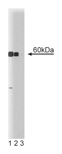 CaM Kinase IV Mouse, Unlabeled, Clone: 26, BD 150&mu;g; Unlabeled:Antibodies,