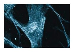 CaM Kinase IV Mouse, Unlabeled, Clone: 26, BD 150&mu;g; Unlabeled:Antibodies,