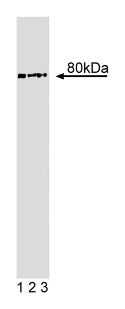 CIP4 Mouse, Unlabeled, Clone: 21, BD 150&mu;g; Unlabeled:Antibodies, Monoclonal