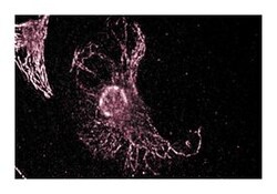 CIP4 Mouse, Unlabeled, Clone: 21, BD 150&mu;g; Unlabeled:Antibodies, Monoclonal