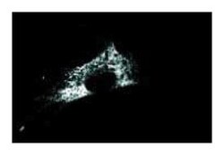 Calreticulin Mouse, Unlabeled, Clone: 16, BD:Antibodies:Primary Antibodies