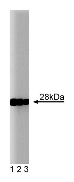 Cathespin D Mouse anti-Human, Unlabeled, Clone: 49, BD 150&mu;g; Unlabeled:Antibodies,