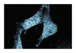 CLA-1 Mouse anti-Human, Unlabeled, Clone: 25, BD 150&mu;g; Unlabeled:Anticorps,