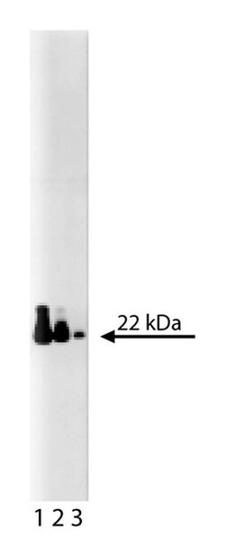CDC42 Mouse, Unlabeled, Clone: 44, BD:Antibodies:Primary Antibodies