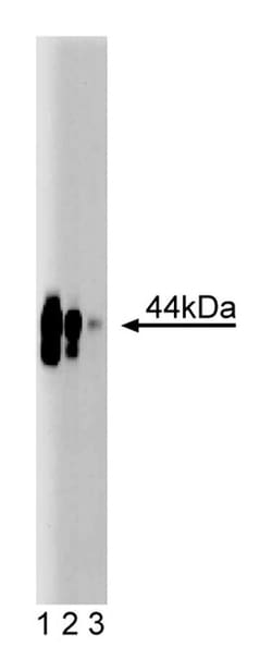 CD40 Mouse anti-Human, Unlabeled, Clone: 41, BD 150&mu;g; Unlabeled:Antibodies,
