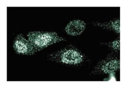 CD40 Mouse anti-Human, Unlabeled, Clone: 41, BD 150&mu;g; Unlabeled:Antibodies,