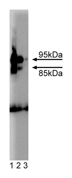 cGB-PDE Mouse anti-Rat, Unlabeled, Clone: 54, BD:Antibodies:Primary Antibodies