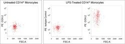 COX-2 Mouse anti-Human, PE, Clone: AS67, BD 50 Tests; PE:Anticuerpos