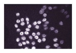 DNMT1 (DNA Methyl Transferase-1) Mouse anti-Human, Unlabeled, Clone: 18,