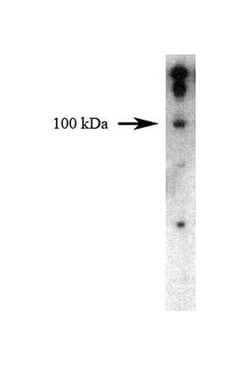 Dynamin II Mouse, Unlabeled, Clone: 27, BD 50μg; Unlabeled:Antibodies,