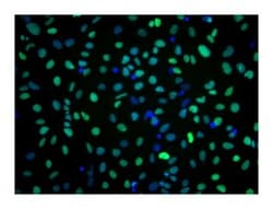 SOX1 Mouse anti-Human, Unlabeled, Clone: N23-844, BD 0.1mg; Unlabeled:Antibodies,